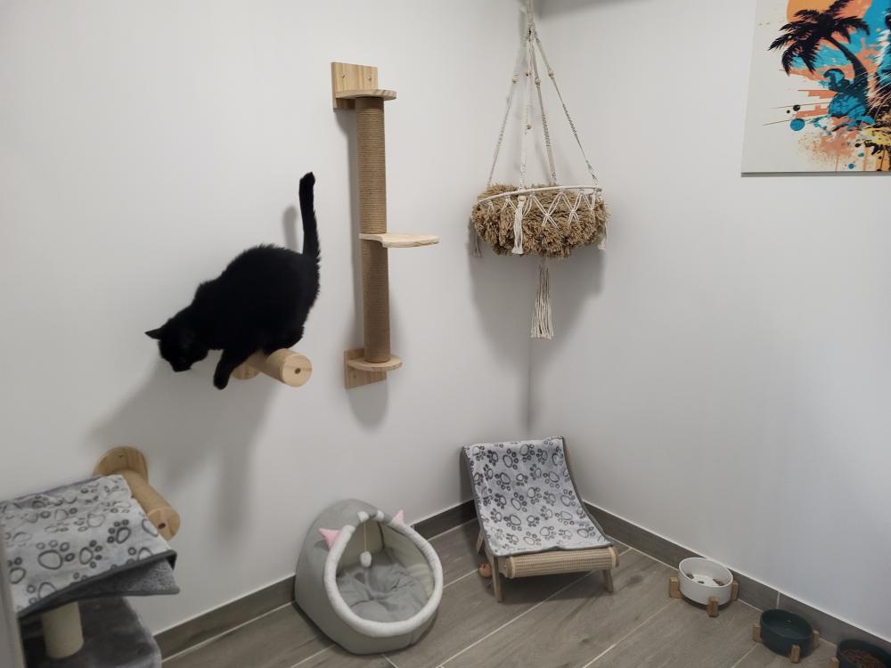 Chatterie Arbre à chats, chat