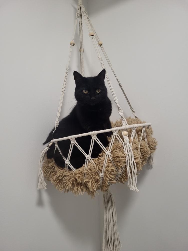 Chat noir, arbre à chat