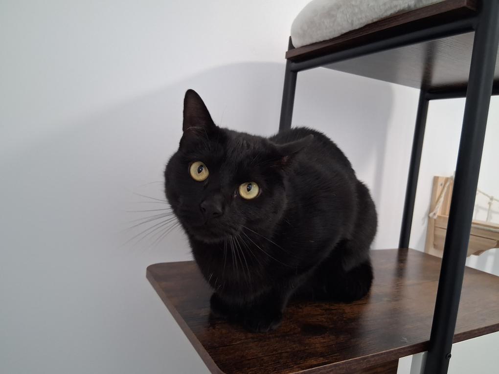 Chat noir, arbre à chat