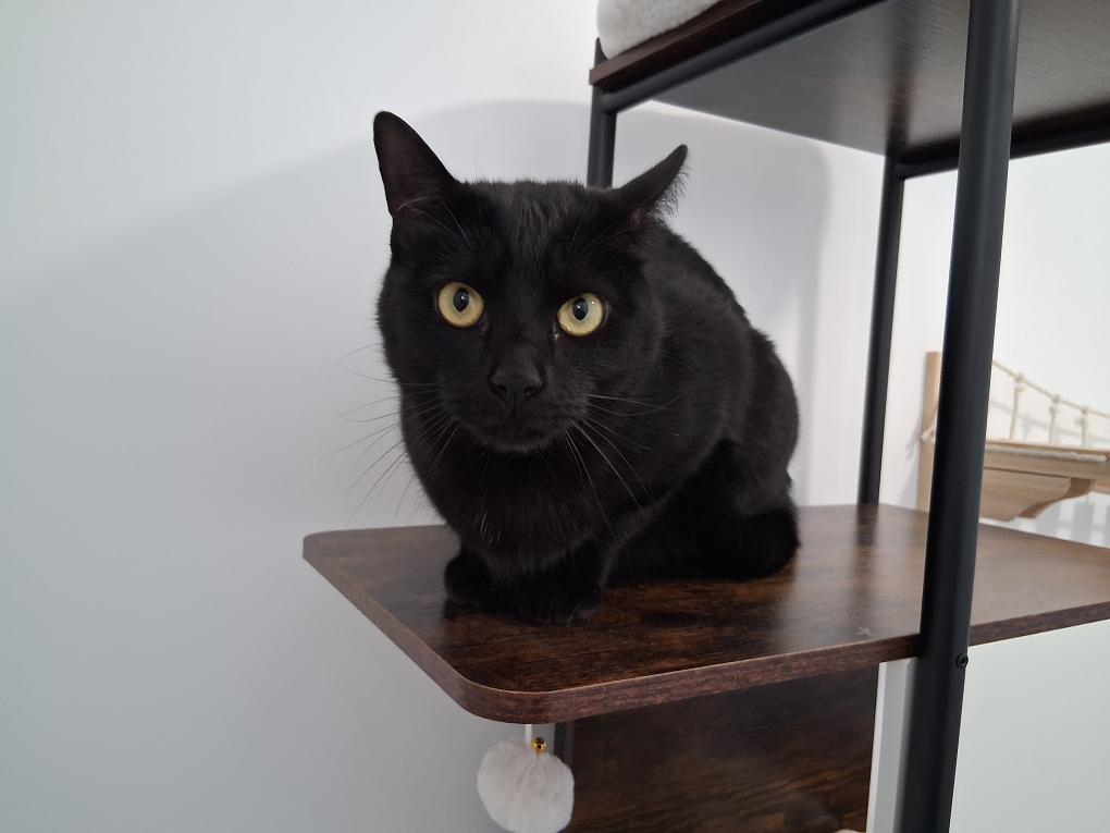 Chat noir, arbre à chat