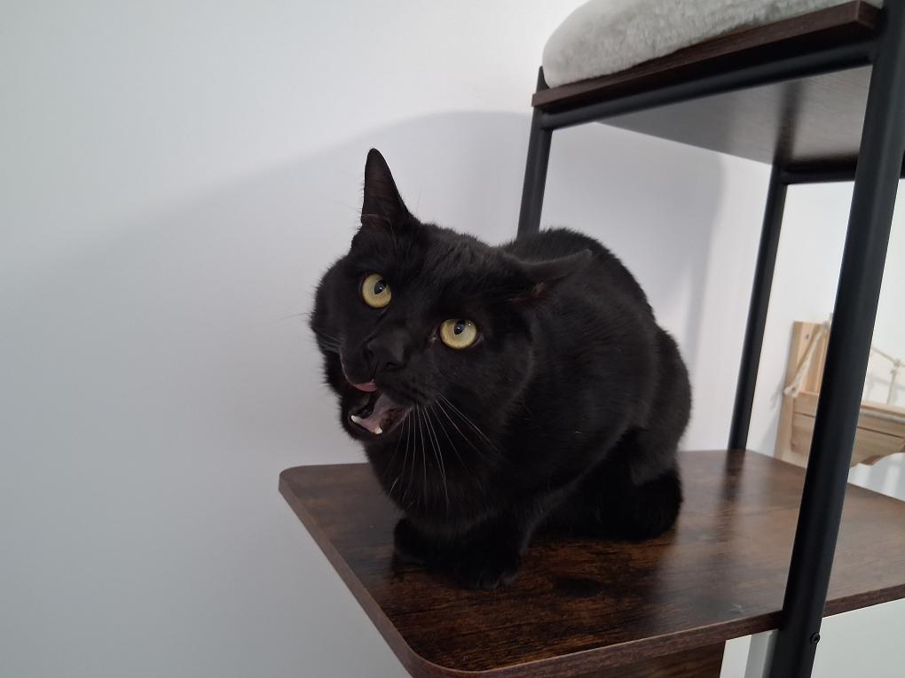 Chat noir, arbre à chat