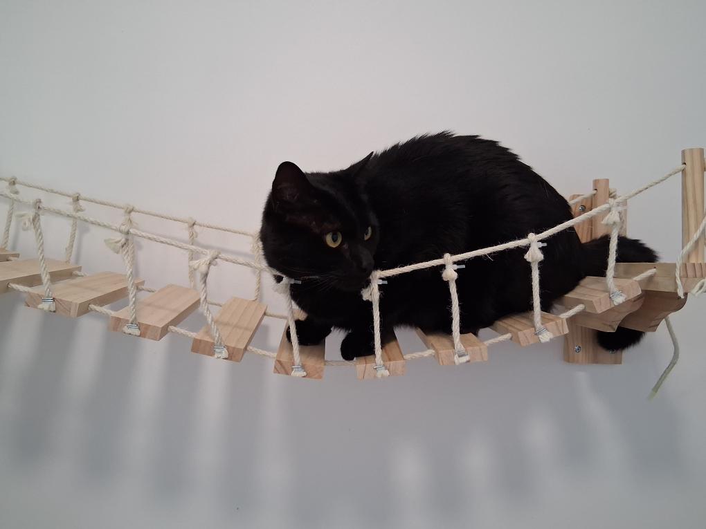 Chat noir, pont jeu
