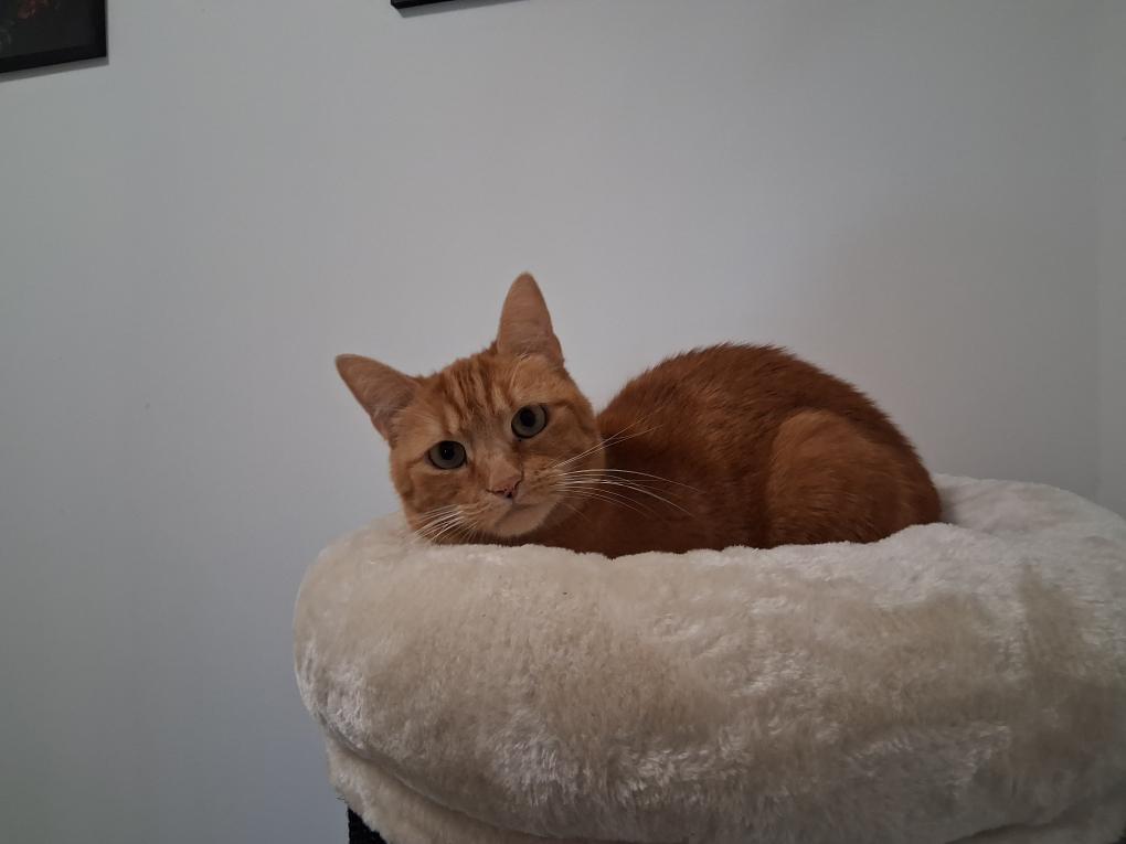 Chat roux, coussin, chatterie