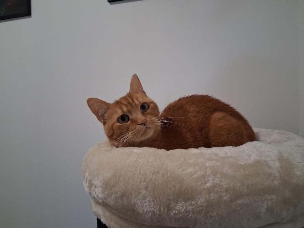 Chat roux, coussin, chatterie