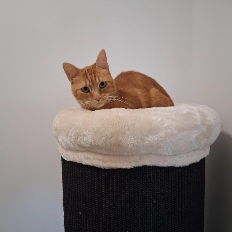 Chat roux, coussin, chatterie