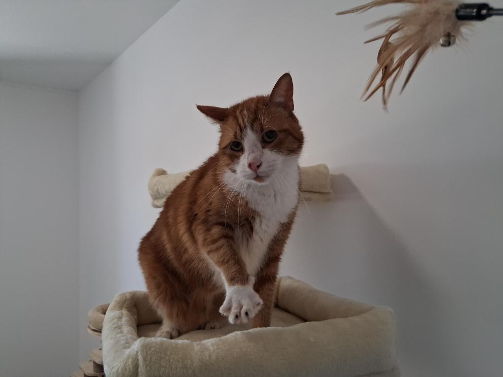 Chat roux, coussin, chatterie