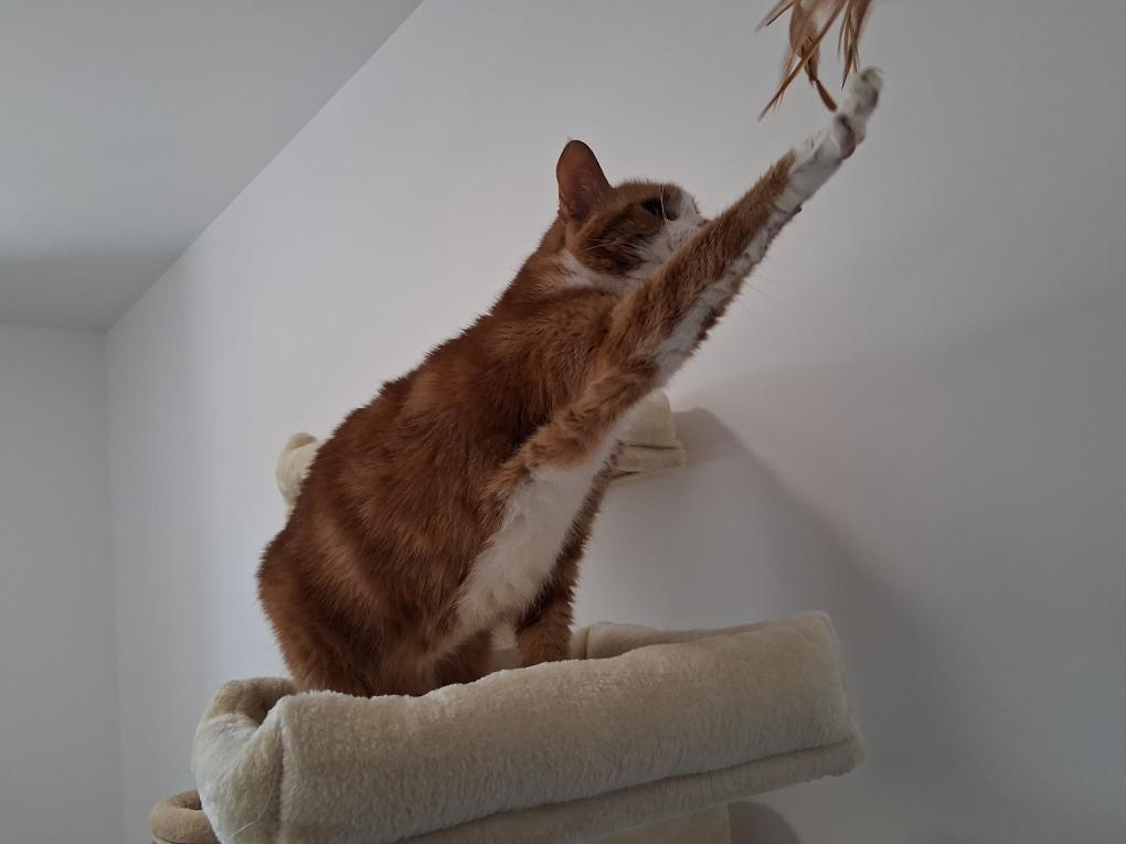 Chat roux, coussin, chatterie