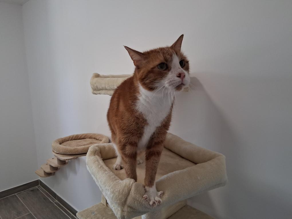 Chat roux, coussin, chatterie