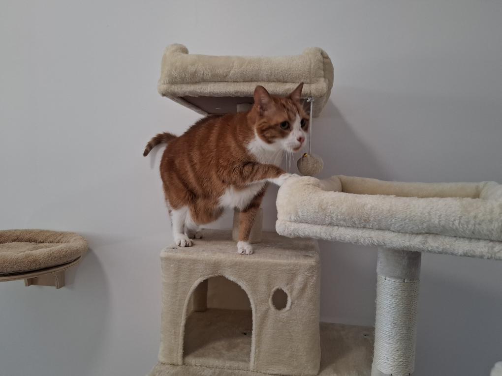 Chat roux, coussin, chatterie